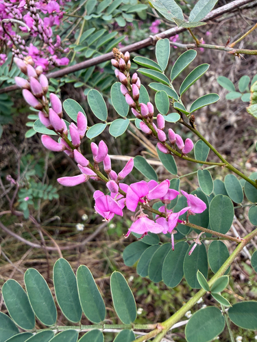 Australian Indigo