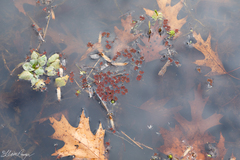 Azolla caroliniana