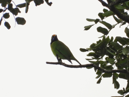 Golden-fronted Leafbird