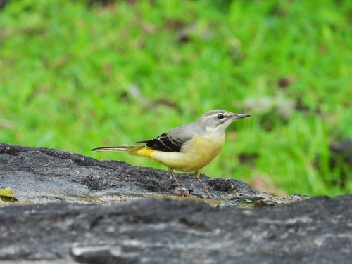 Grey Wagtail