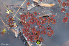 Azolla caroliniana
