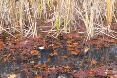 Azolla caroliniana