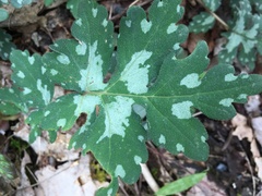 Hydrophyllum appendiculatum