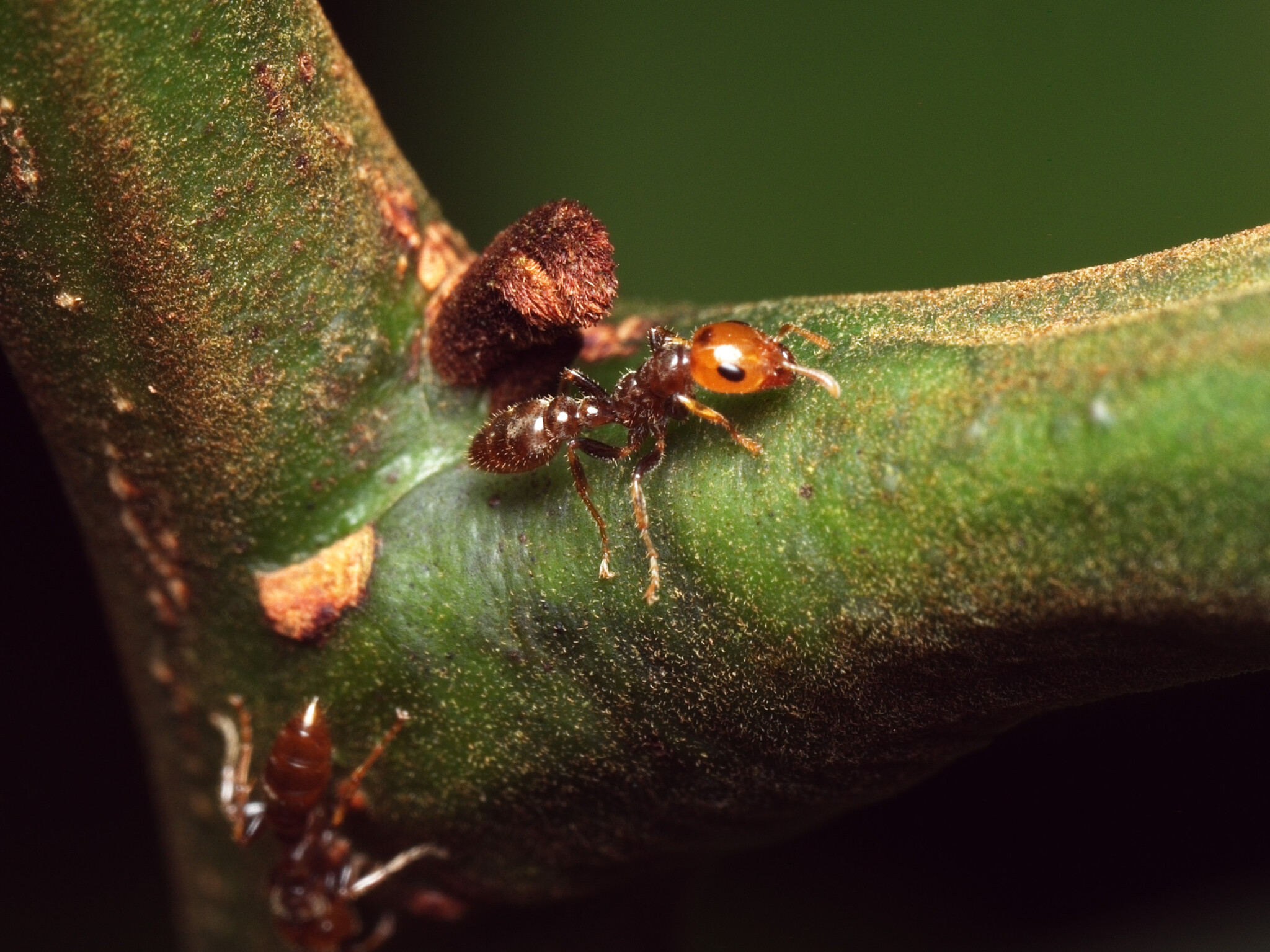 Pseudomyrmex penetrator