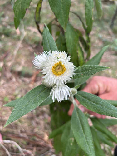 white paper daisy