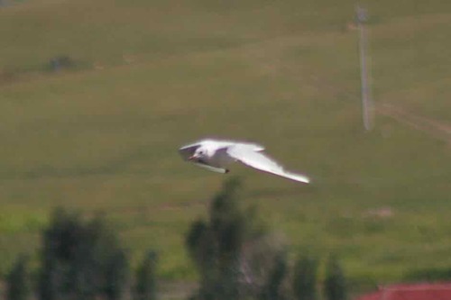 Black-headed Gull