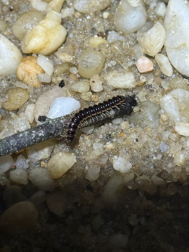 Greenhouse Millipede