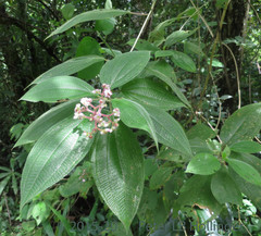 Miconieae
