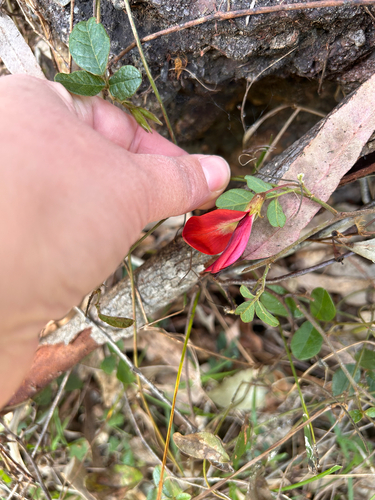 Dusky coral pea
