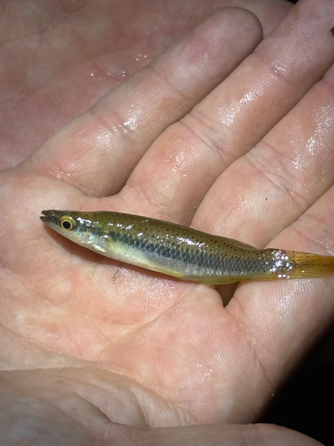 Blackspotted Topminnow