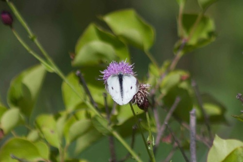 Small White