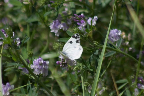 Eastern Bath White