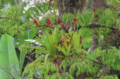 Aechmea tillandsioides