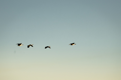iNaturalist image