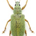 Green Immigrant Leaf Weevil - Photo (c) Mark Gurney, some rights reserved (CC BY-NC-SA)