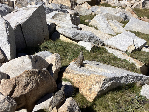 iNaturalist observation photo of White-tailed Ptarmigan