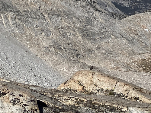 iNaturalist observation photo of Gray-crowned Rosy-Finch