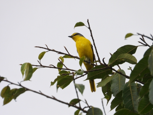 Orange Minivet