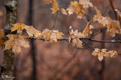Acer leucoderme