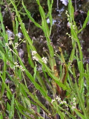 Baccharis genistelloides, photograph (c) Laura Gaudette, some rights reserved (CC BY)