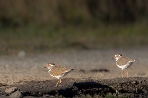 iNaturalist image