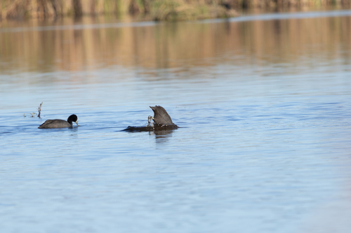 iNaturalist image