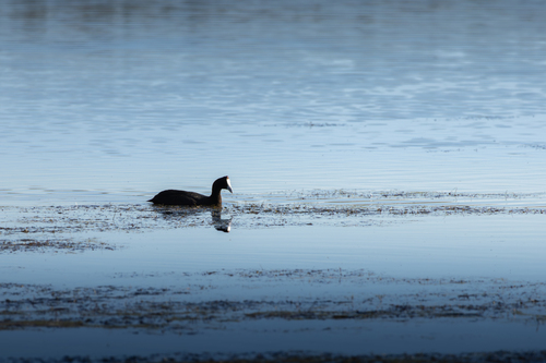 iNaturalist image