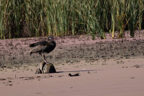 iNaturalist image