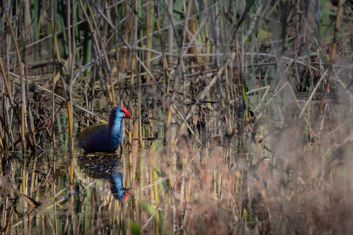 iNaturalist: (c) Liam Botha, some rights reserved (CC BY-NC), uploaded by Liam Botha iNaturalist image