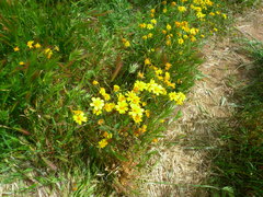 Monolopia lanceolata