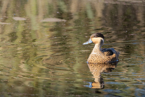 iNaturalist image