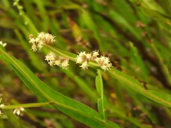 Baccharis genistelloides, photograph (c) Laura Gaudette, some rights reserved (CC BY)