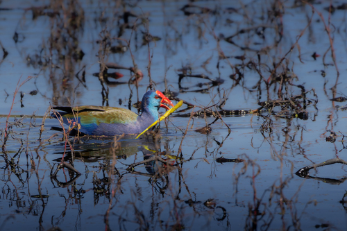 iNaturalist image