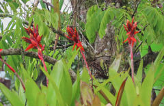 Aechmea tillandsioides