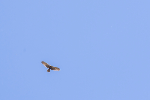 iNaturalist image