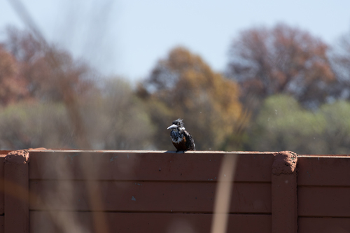 iNaturalist: (c) Liam Botha, some rights reserved (CC BY-NC), uploaded by Liam Botha iNaturalist image