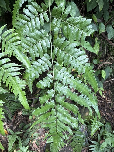 Diplazium dilatatum observed 2026-08-29