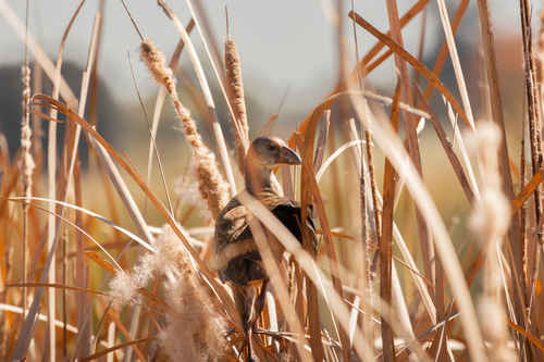 iNaturalist image