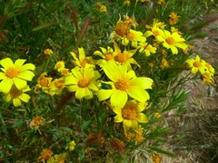 Monolopia lanceolata