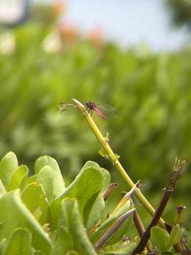 Rosaceae, 2026-08-28