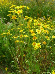 Monolopia lanceolata