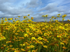 Monolopia lanceolata