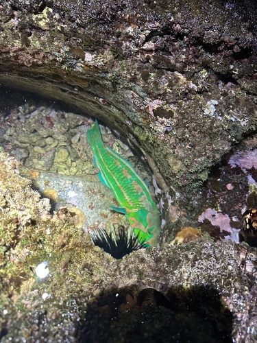 Thalassoma purpureum, 2026-08-28