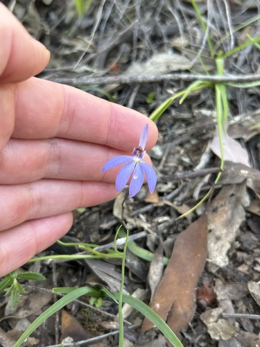 blue finger-orchid