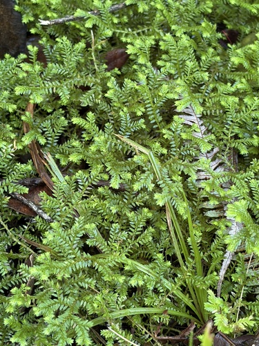 Selaginella, 2026-08-28
