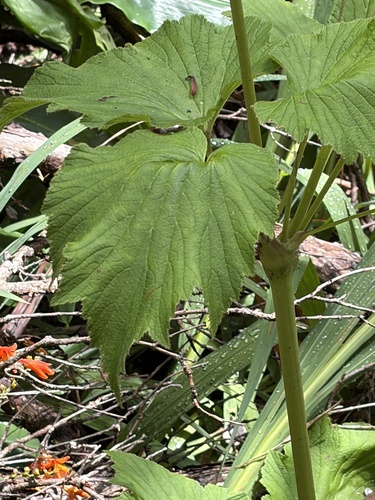 Eriocapitella japonica, 2026-08-28