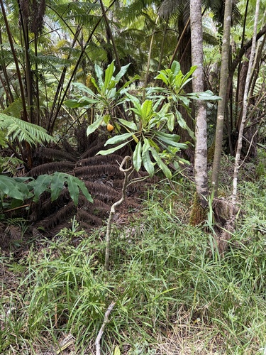 Clermontia hawaiiensis observed 2026-08-28