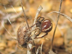 Steatoda ancorata