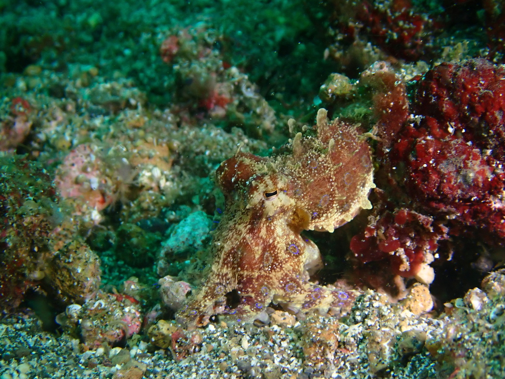 Greater blue-ringed octopus