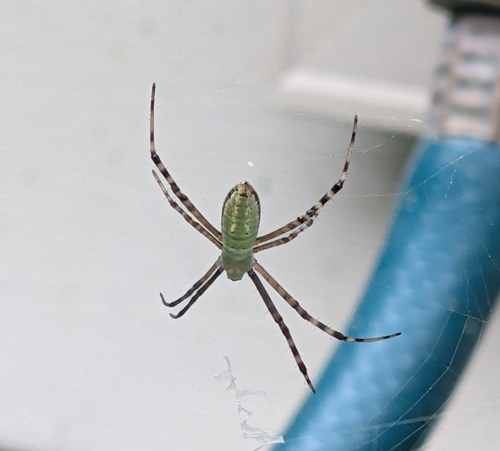 Banded Garden Spider